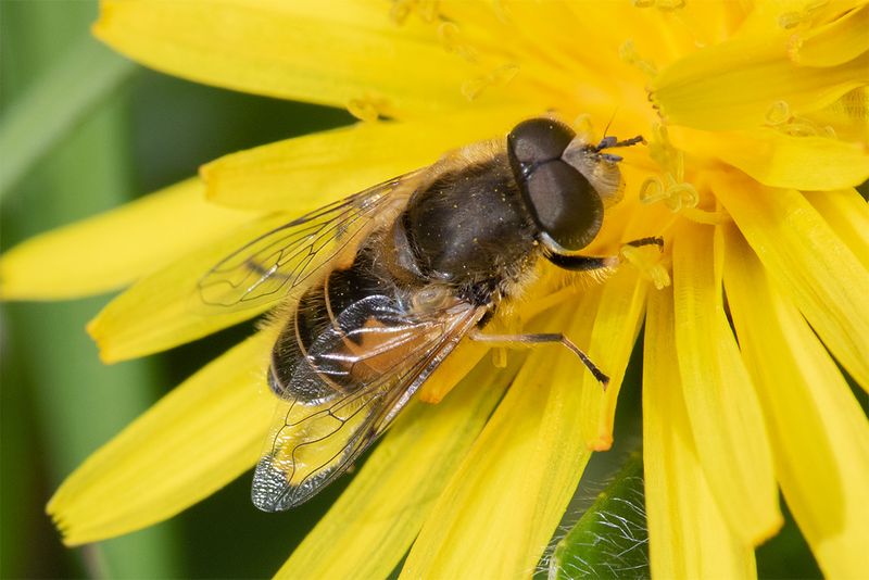 Eristalis arbustorum m 13-04-25.jpg