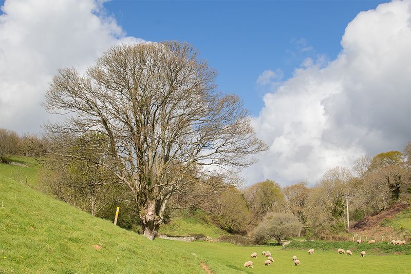 Motherhill Farm - North Sands Valley - Salcombe 17-04-25.jpg