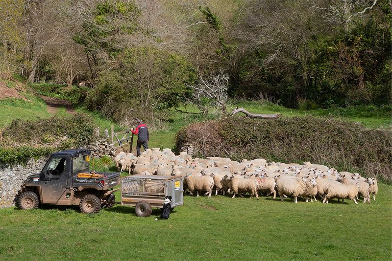 Motherhill Farm - moving sheep 17-04-25.jpg