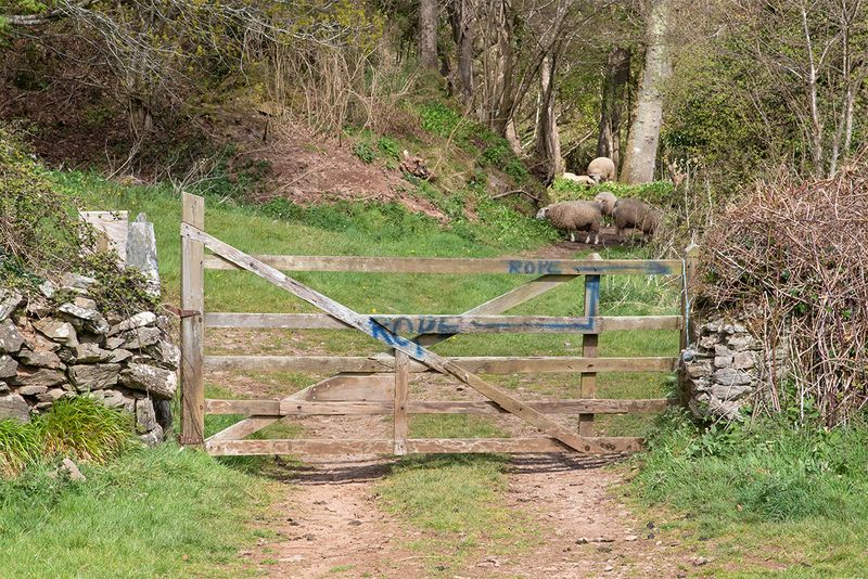 Gate - Motherhill Farm - North Sands Valley 17-04-25 #3.jpg