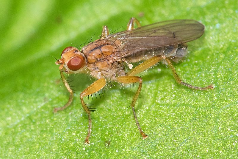 Norellisoma spinimanum 20-04-25.jpg