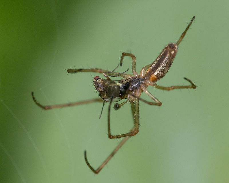 Tetragnatha montana 20-04-25.jpg