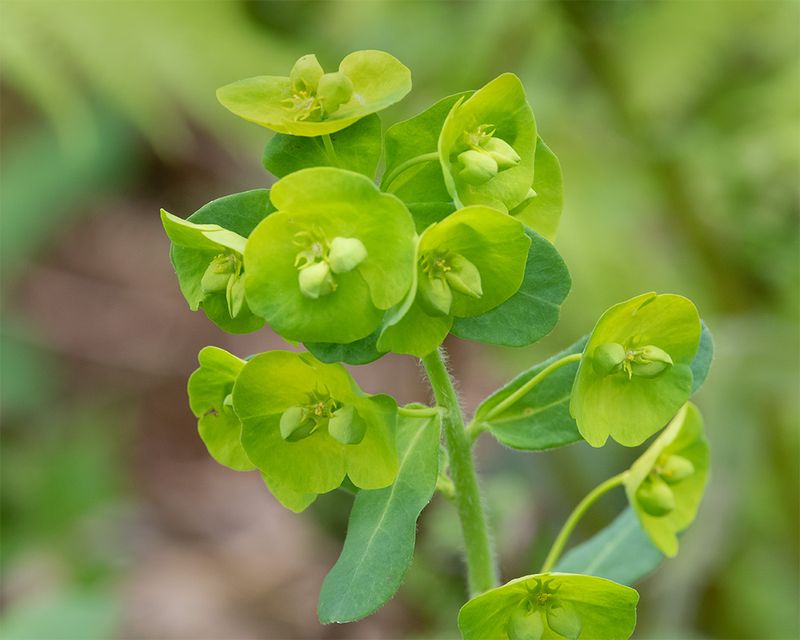 Wood Spurge - Euphorbia amygdaloides - Aveton Wood 20-04-25.jpg