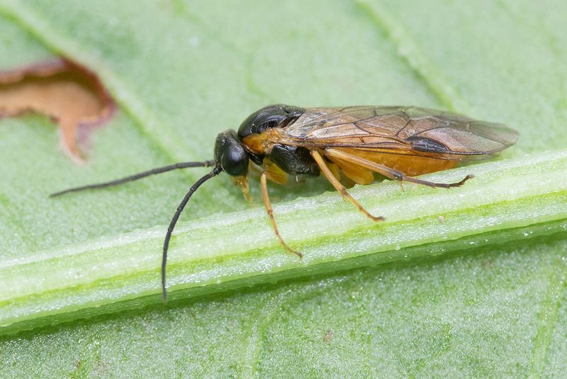 unid sawfly 20-04-25 side.jpg