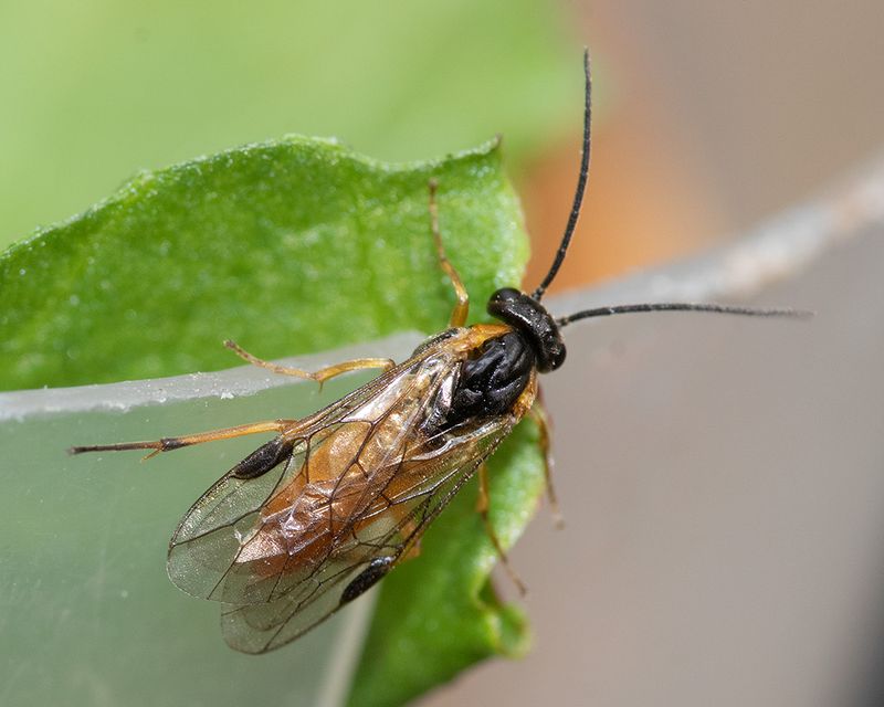 unid sawfly 20-04-25 top.jpg