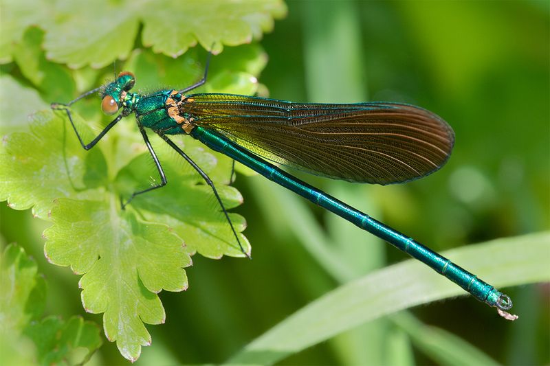 Beautiful Demoiselle - Calopteryx virgo 22-04-25.jpg