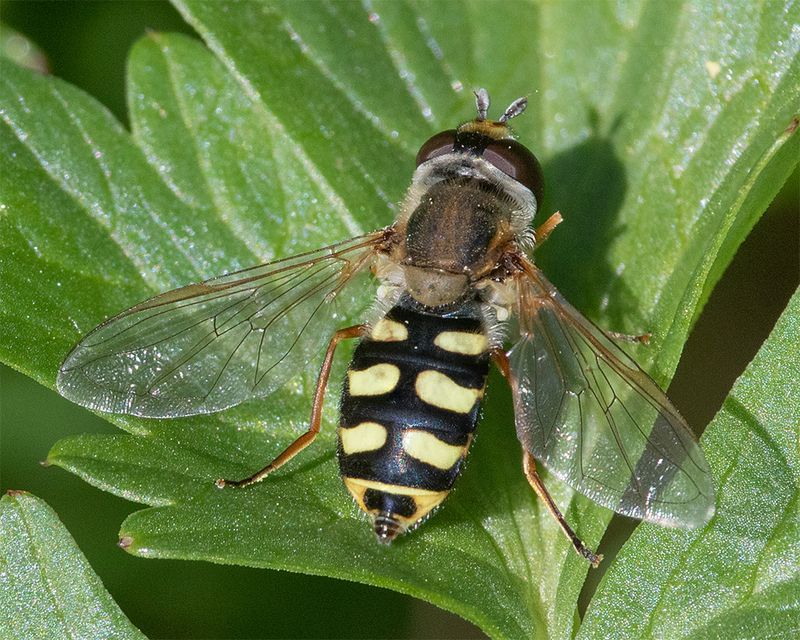 Eupeodes luniger f 22-04-25.jpg