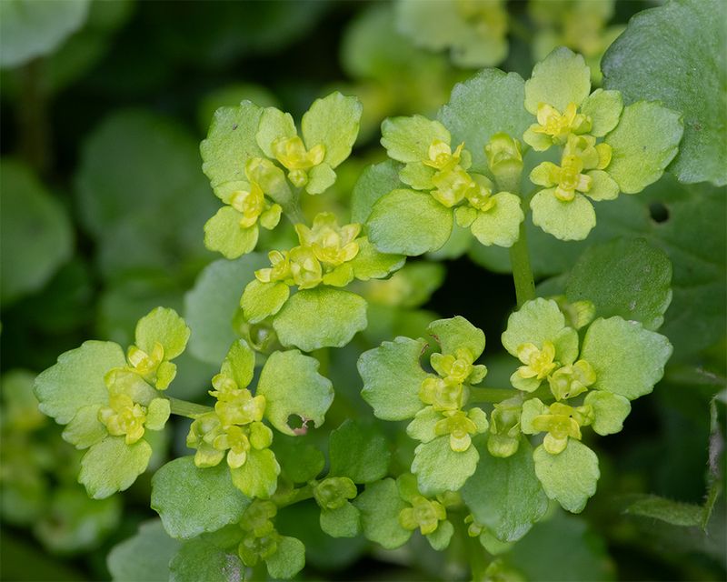 Opposite-leaved Golden Saxifrage - Chrysosplenium oppositifolium 22-04-25.jpg