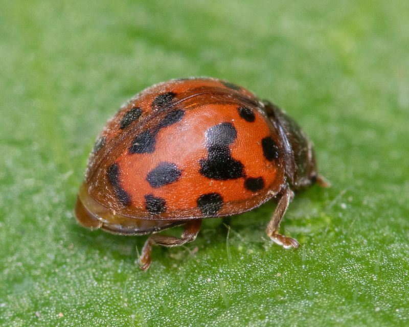 24 spot Ladybird - Subcoccinella 24-punctata 22-04-25 side.jpg