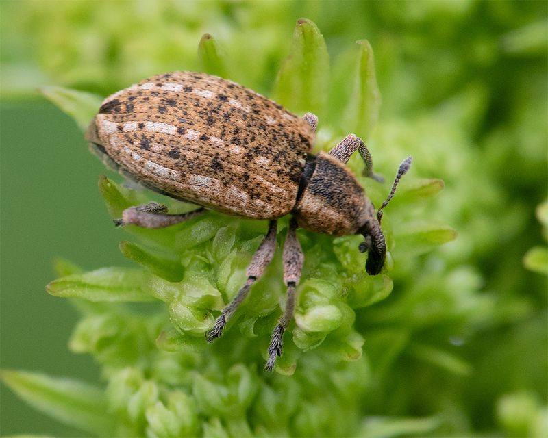 Weevil - Hypera conmaculata 22-04-25.jpg