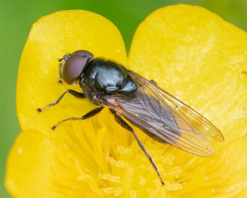 Cheilosia albitarsis/ranunculi m 25-04-25.jpg