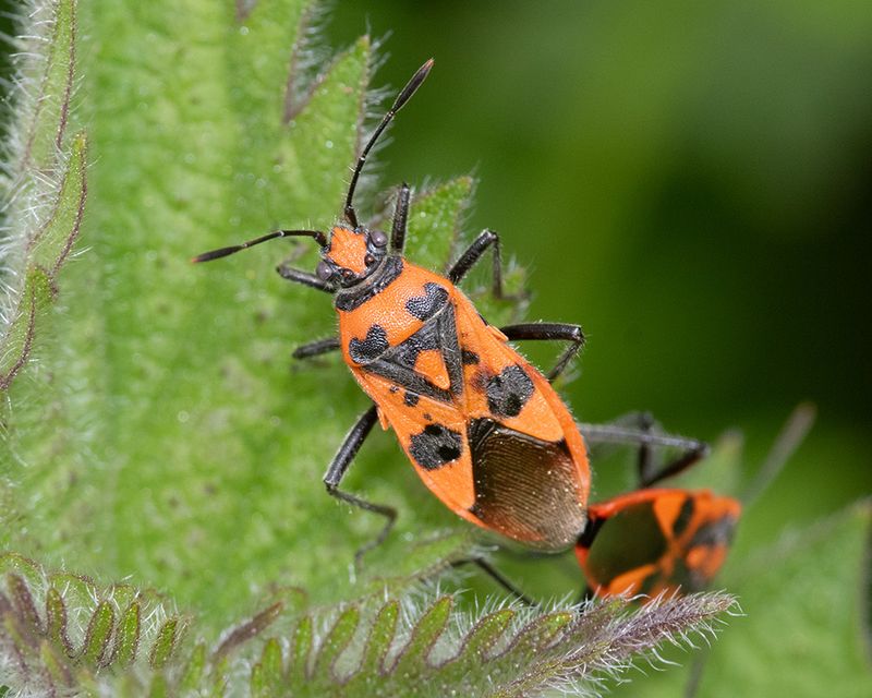 Corizus hyoscyami 25-04-25.jpg