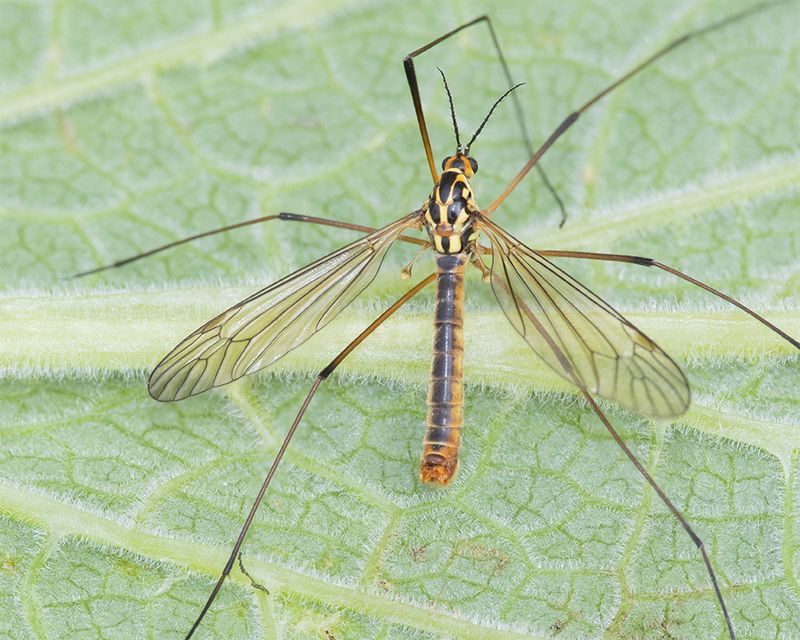 Cranefly - Nephrotoma appendiculata m 25-04-25.jpg