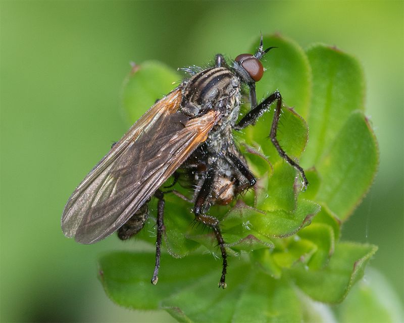 Empis tessellata 25-04-25.jpg