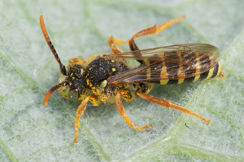 Nomada goodeniana m Goodens Nomad Bee 25-04-25.jpg