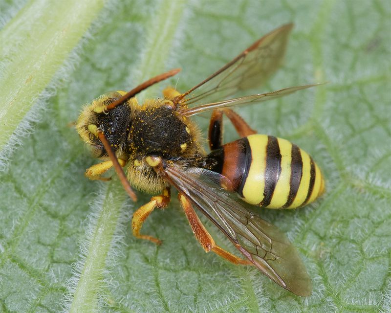 Nomada lathburiana m 25-04-25.jpg