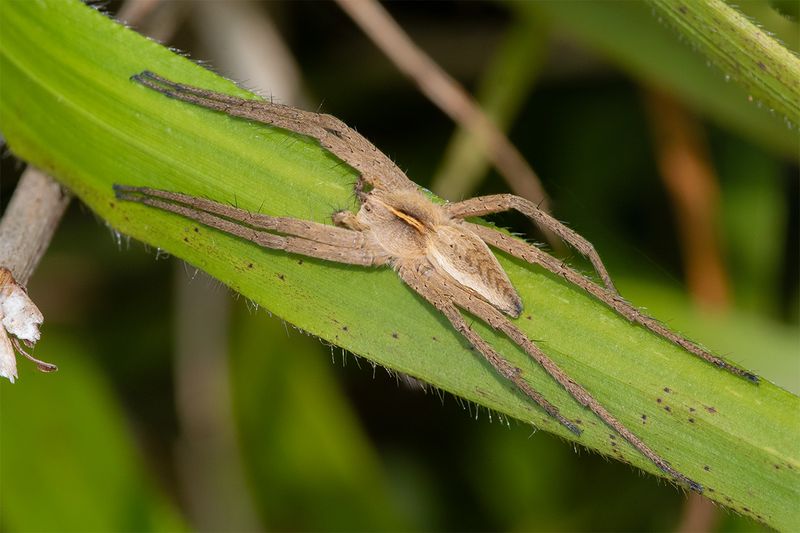 Pisaura mirabilis 25-04-25.jpg