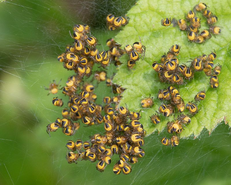 Araneus diadematus spiderlings 25-04-25.jpg