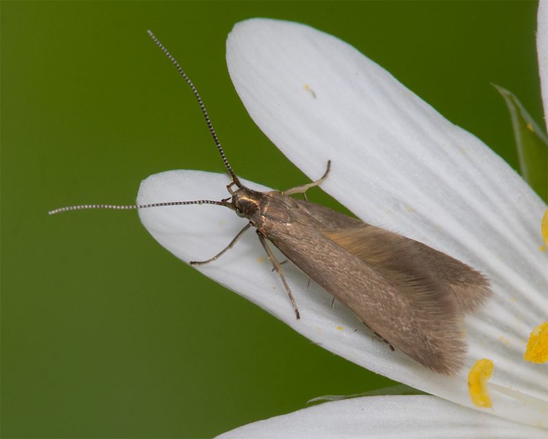 Metriotes lutaria 25-04-25.jpg