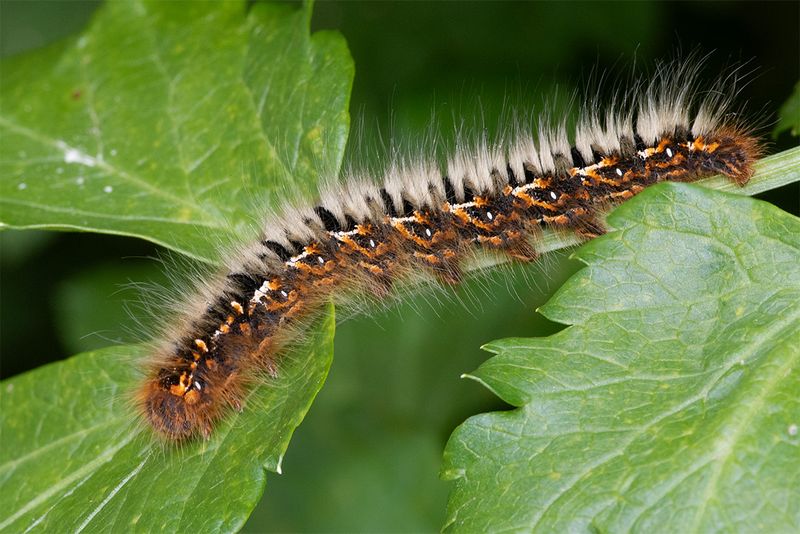 Oak Eggar moth caterpillar 25-04-25.jpg
