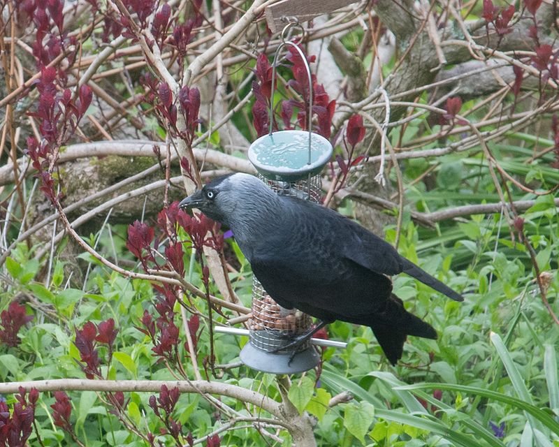 Jackdaw on peanut feeder 26-04-25.jpg