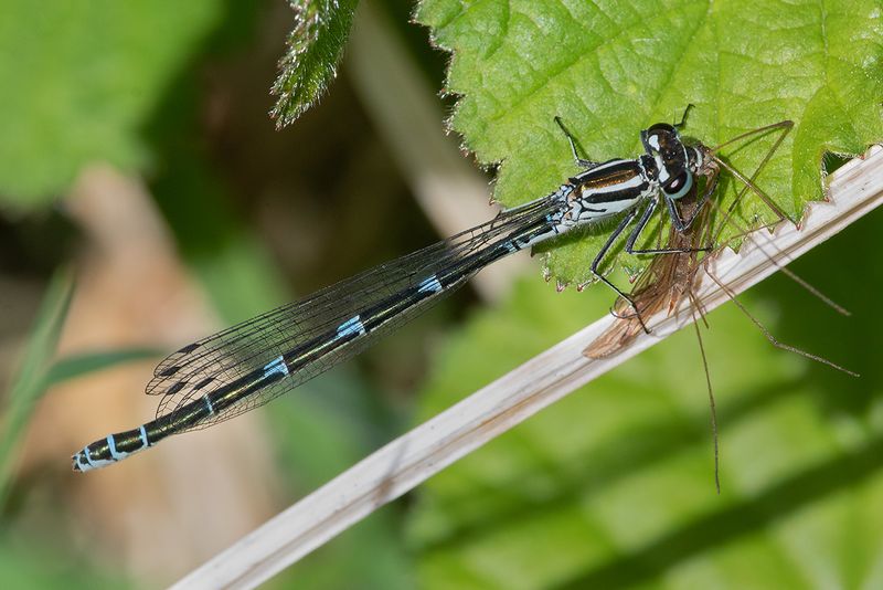 Azure Damselfly - Coenagrion puella 27-04-25.jpg
