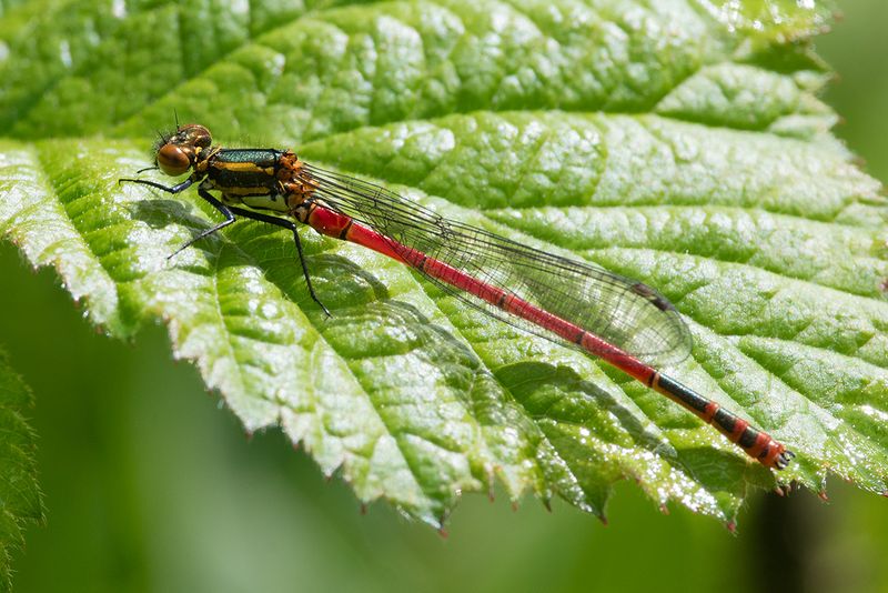 Large Red Damselfly - Pyrrhosoma nymphula 27-04-25.jpg