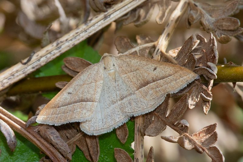 Brown Silver-line - Petrophora chlorosata 27-04-25.jpg
