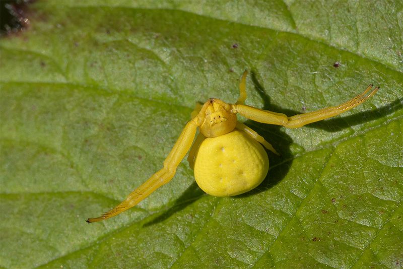 Misumena vatia 27-04-25.jpg