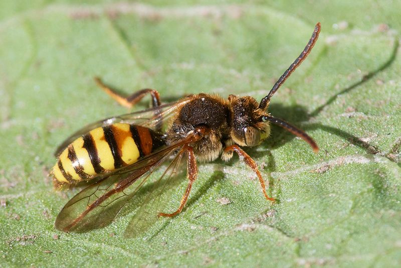 Nomada flava - Flavous Nomad Bee 27-04-25.jpg