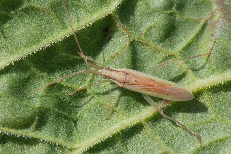 Stenodema laevigata 27-04-25.jpg