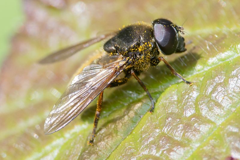 Cheilosia fraterna m 27-04-25.jpg