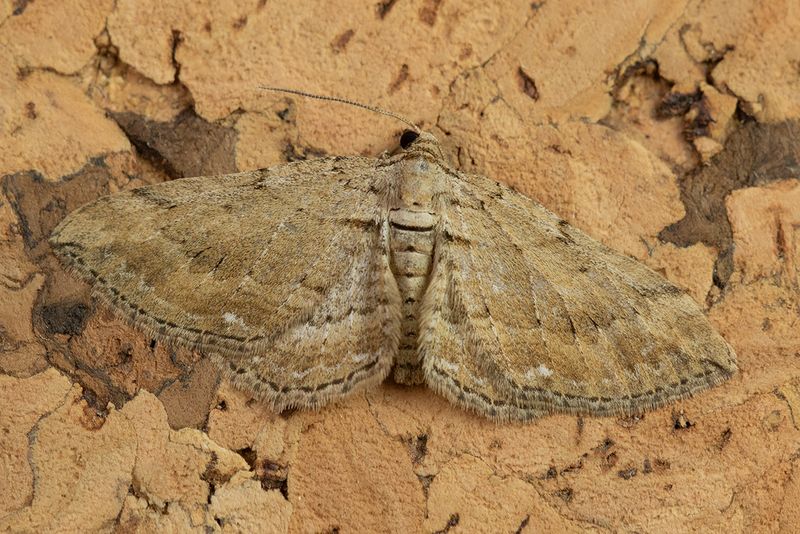 Fern Moth - Horisme tersata 27-04-25.jpg