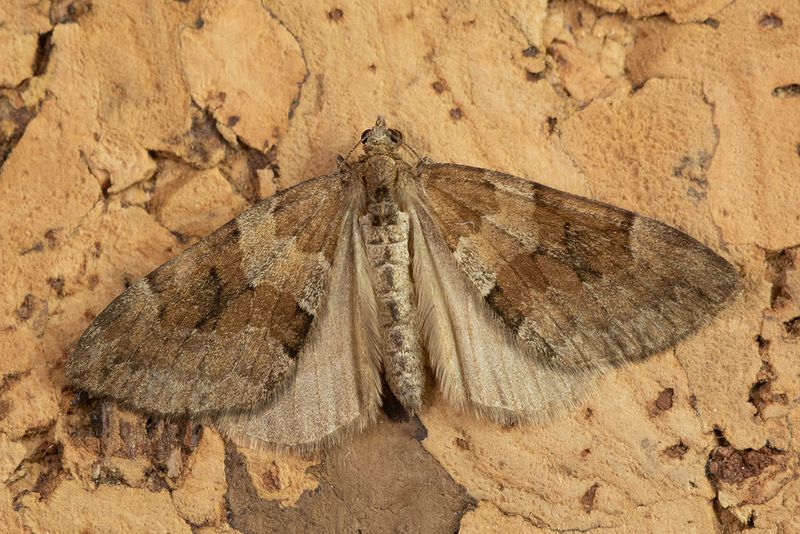 Moth - Grey Pine Carpet - Thera obeliscata 27-04-25.jpg