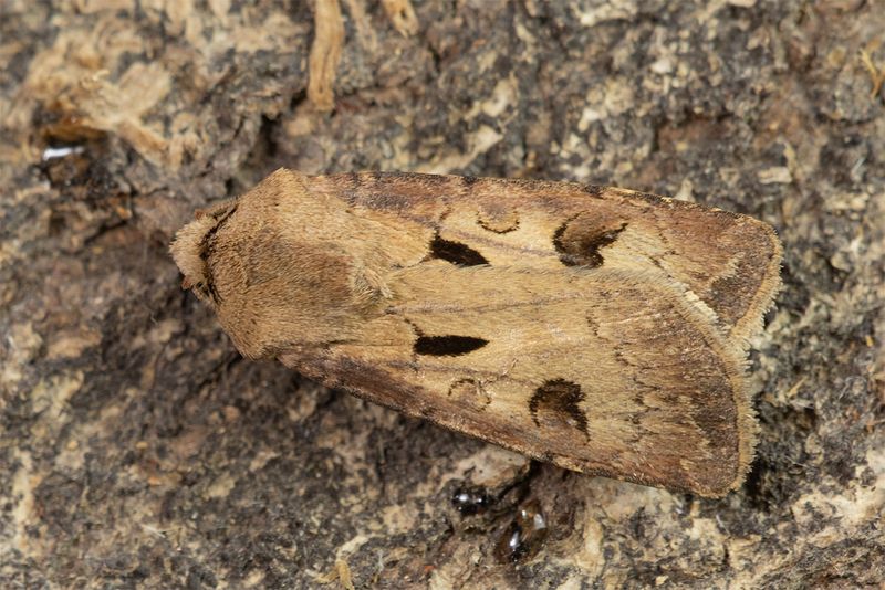 Moth - Heart & Dart - Agrotis exclamationis 27-04-25.jpg
