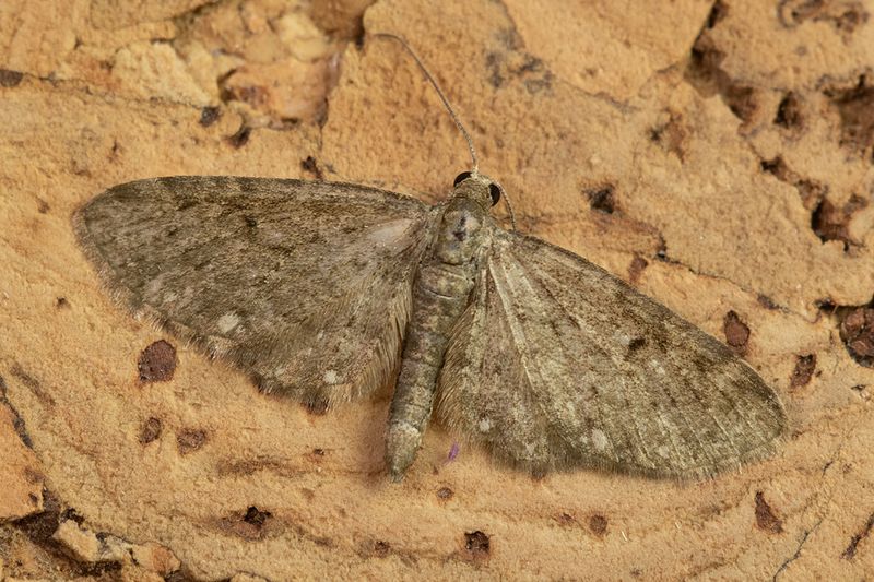 Moth - White-spotted Pug - Eupithecia tripunctaria 27-04-25.jpg