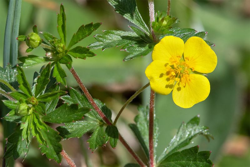 Tormentil - Potentilla erecta 27-04-25.jpg