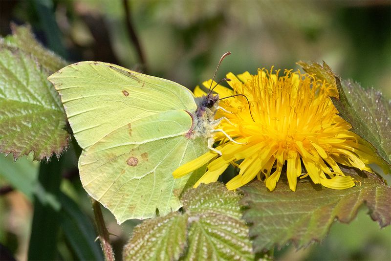 Week 19 - Brimstone butterfly - Gonepteryx rhamni.jpg