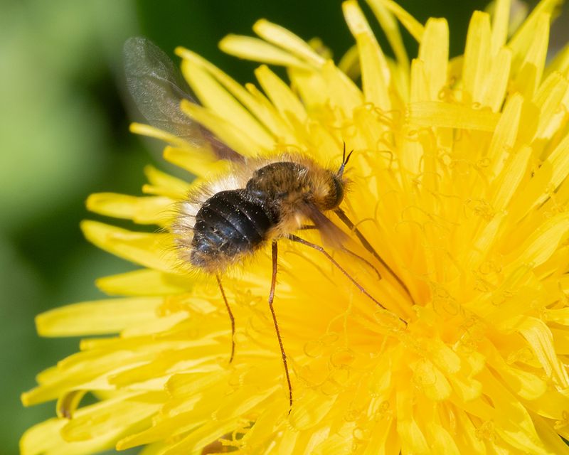 Week 19 - Dark-edged Bee Fly - Bombylius major.jpg