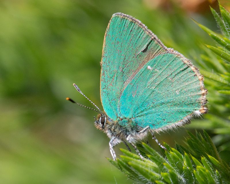 Green Hairstreak - Callophrys rubi 02-05-25.jpg