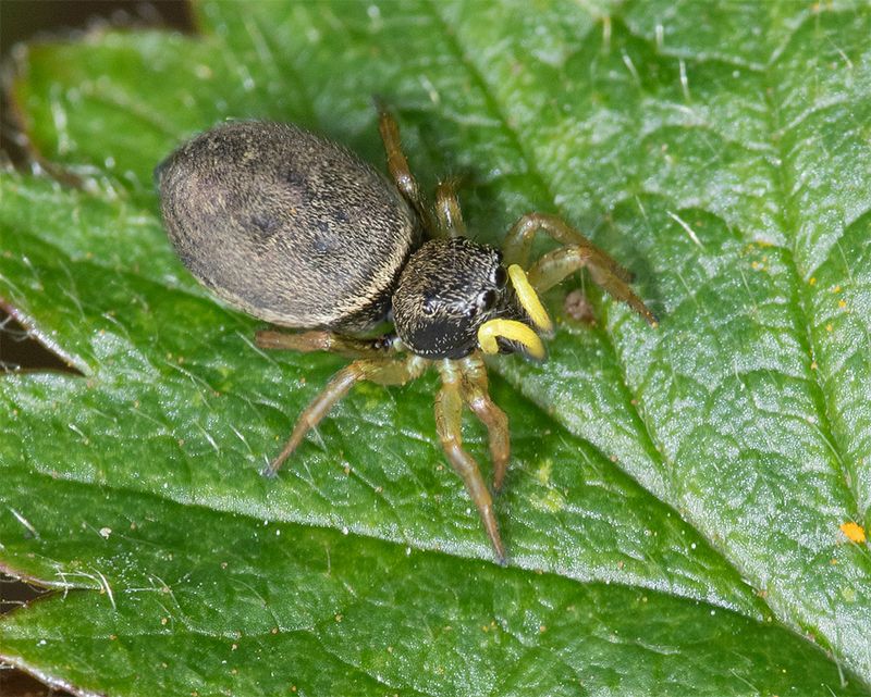 Heliophanus sp 02-05-25 #3583.jpg
