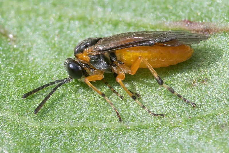 Sawfly - Athalia cordata 02-05-25.jpg