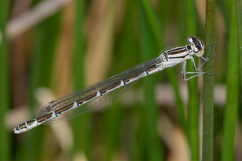 Common Blue Damselfly - Enallagma cyathigerum 03-05-25.jpg