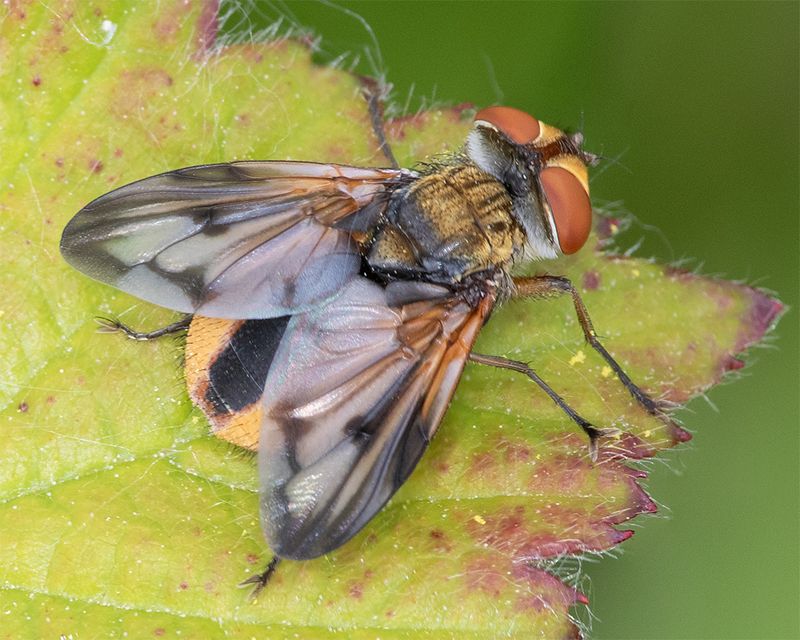 Ectophasia crassipennis 03-05-25.jpg