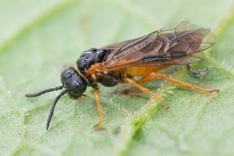 Sawfly - Selandria serva 03-05-25.jpg