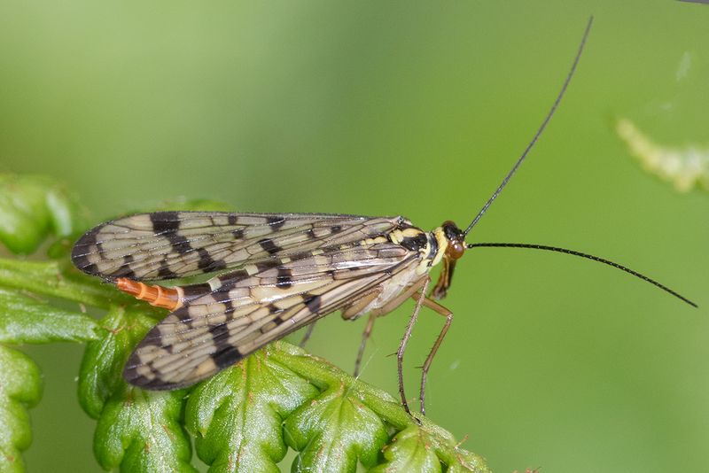 Scorpion Fly - Panorpa germanica f 03-05-25.jpg