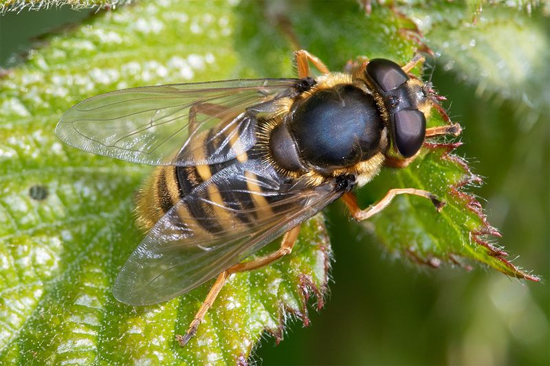 Sericomyia silentis f 03-05-25.jpg