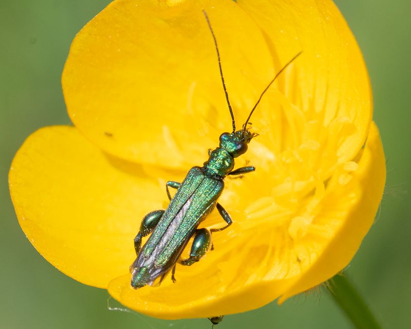 Swollen-thighed Beetle - Oedemera nobilis 03-05-25.jpg