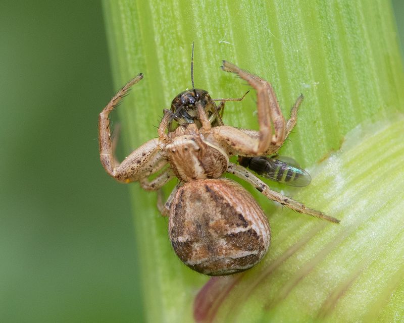 Xysticus cristatus 03-05-25.jpg