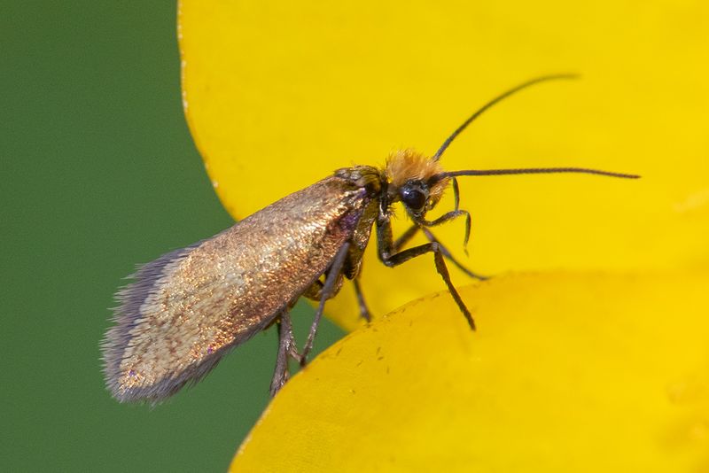 Mictopterix calthella 03-05-25.jpg
